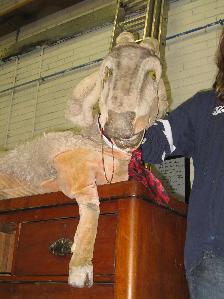 Goat puppet: Made from various materials